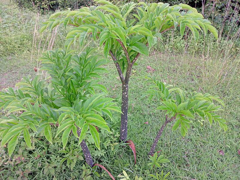 Konjac-plant-growing-wild