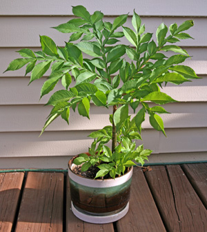 Konjac-plant-grown-on-pot