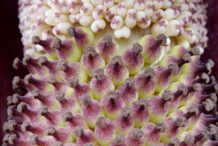 Male-top-and-female-bottom-flowers-of-Konjac