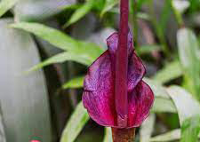 Flower-of-Konjac