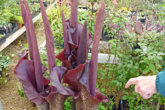 Konjac-Plant