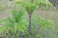 Konjac-plant-growing-wild