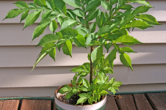 Konjac-plant-grown-on-pot