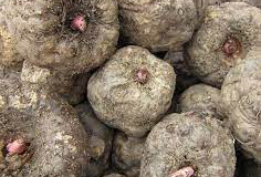 Konjac-tuber
