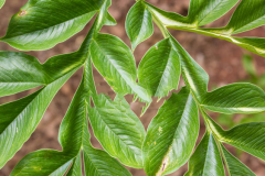 Leaves-of-Konjac