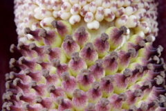 Male-top-and-female-bottom-flowers-of-Konjac