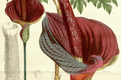 Plant-Illustration-of-Konjac