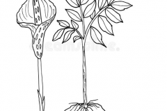 Sketch-of-Konjac