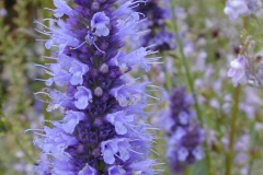 Closer-view-of-flower-of-Korean-Mint