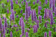 Flower-of-Korean-Mint
