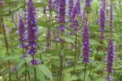 Korean-Mint-plant-growing-wild