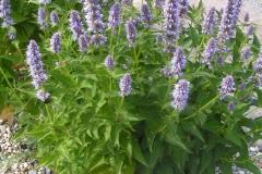 Korean-Mint-plant