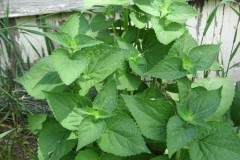 Leaves-of-Korean-Mint