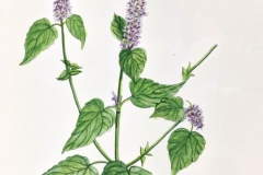 Plant-illustration-of-Korean-Mint