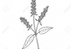 Sketch-of-Korean-Mint