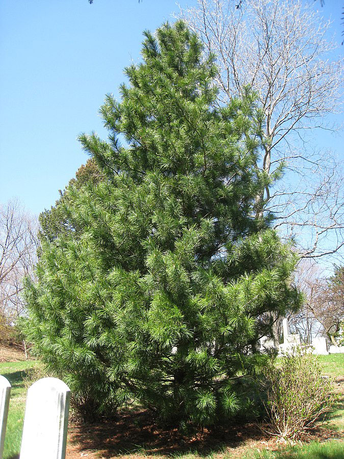 Korean-pine-Tree