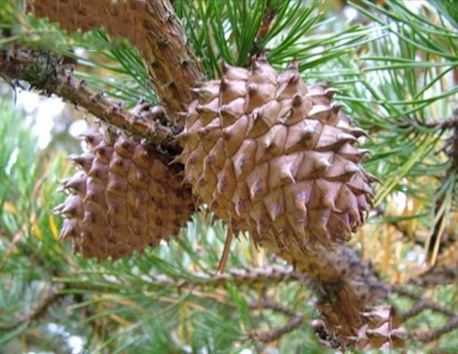 Mature-cones-of-Korean-pine