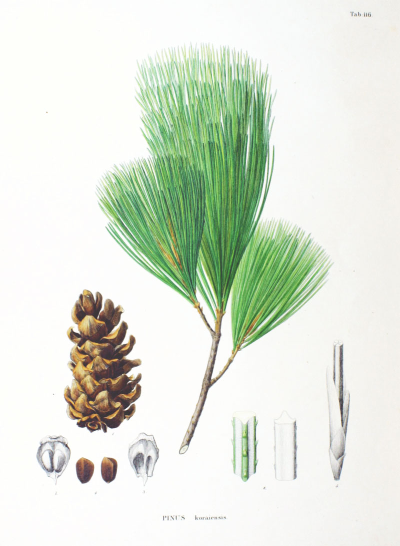 Plant-Illustration-of-Korean-pine