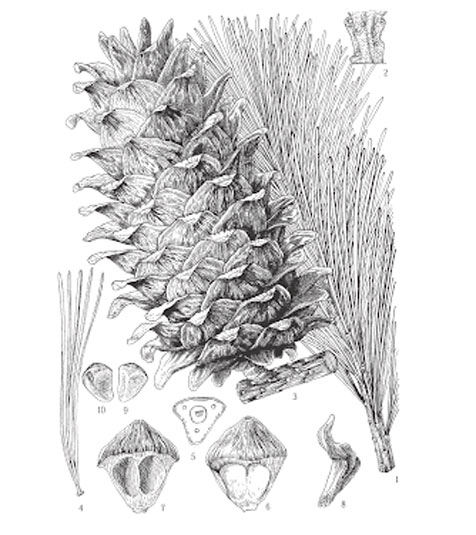Sketch-of-Korean-pine