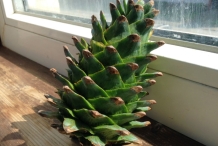 Immature-cone-of-Korean-pine