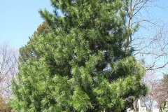 Korean-pine-Tree