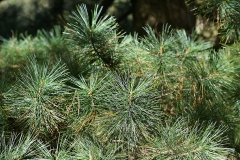Leaves-Needles-of-Korean-pine