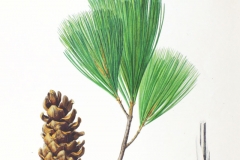 Plant-Illustration-of-Korean-pine
