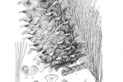 Sketch-of-Korean-pine