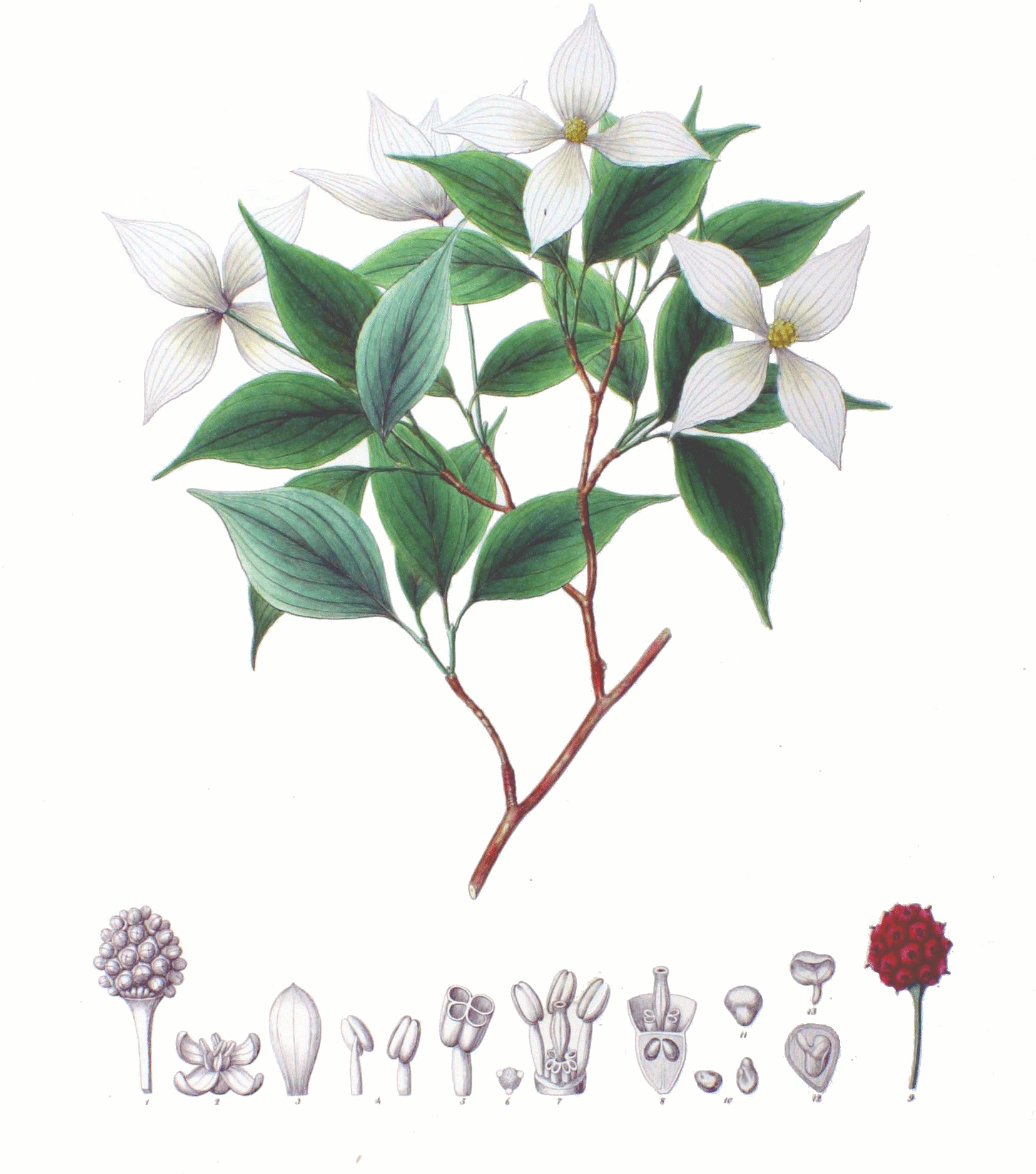 Plant-Illustration-of-Kousa-Dogwood