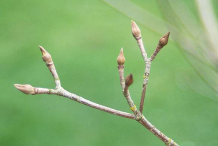 Buds-of-Kousa-Dogwood