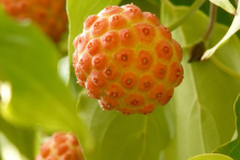 Immature-fruits-of-Kousa-Dogwood