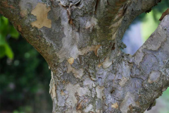 Bark-of-Kousa-Dogwood