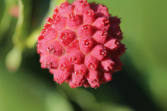 Closer-view-of-fruit-of-Kousa-Dogwood