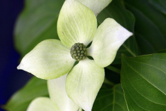 Flower-of-Kousa-Dogwood