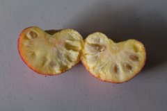 Half-cut-Kousa-Dogwood-fruit