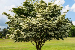 Kousa-Dogwood-tree