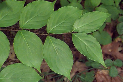 Leaves-of-Kousa-Dogwood