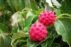 Mature-fruits-of-Kousa-Dogwood