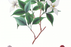 Plant-Illustration-of-Kousa-Dogwood
