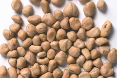 Seeds-of-Kousa-Dogwood