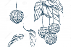 Sketch-of-Kousa-Dogwood