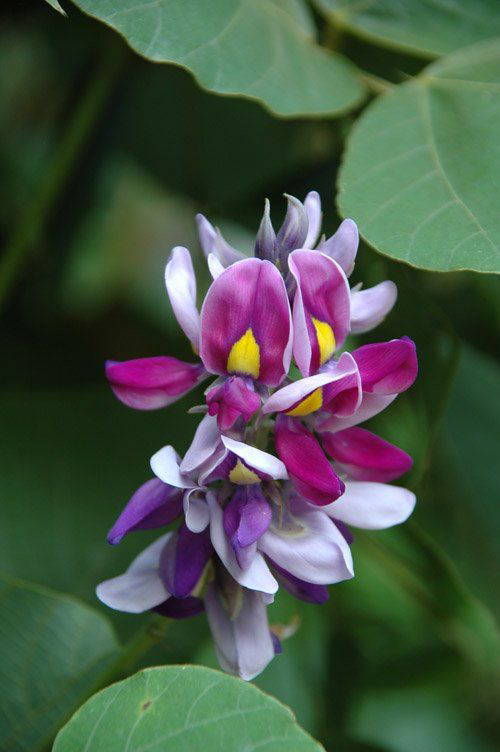 Flowers-of-Kudzu