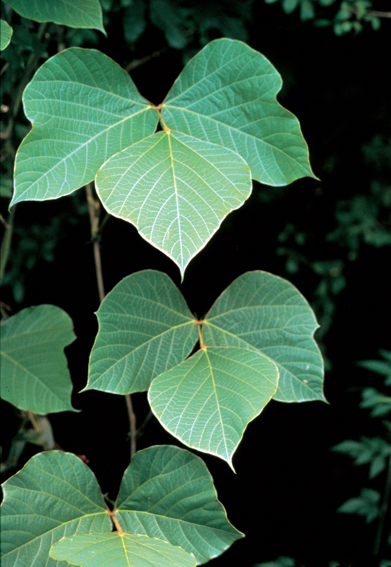 Leaves-of-Kudzu