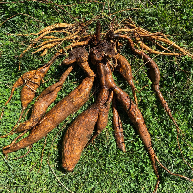 Roots-of-Kudzu