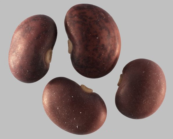 Seeds-of-Kudzu