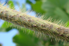 Closer-view-of-Kudzu-Stem-with-hairs