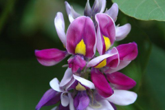 Flowers-of-Kudzu