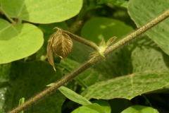 Hairy-stem-of-Kudzu