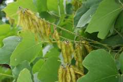 Immature-Seed-pods-of-Kudzu