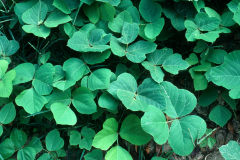 Kudzu-Plant
